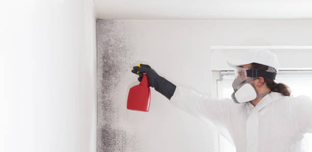 Best Residential Mold Remediation in Oak Ridge, NC